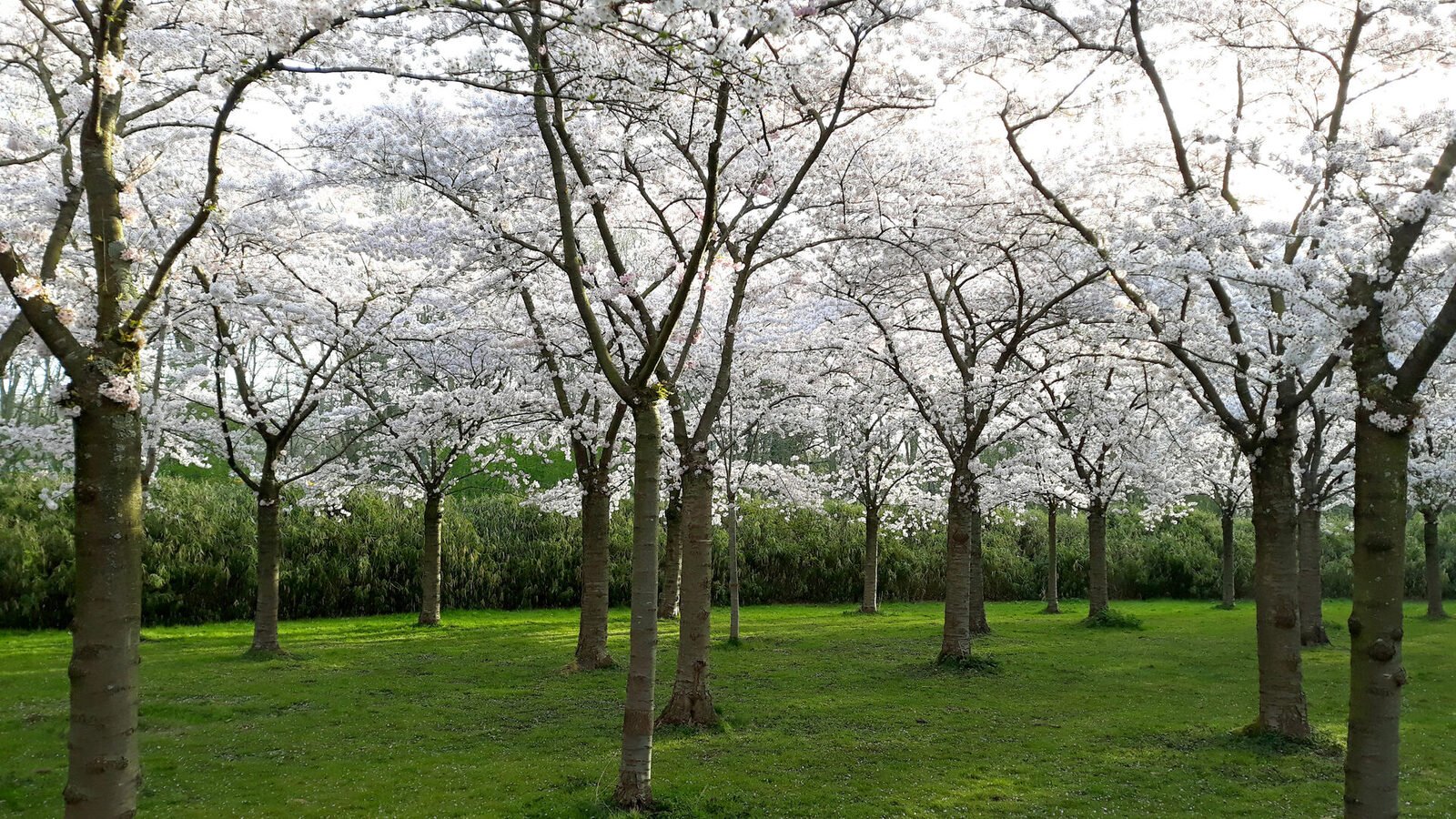 Kersenbloesem in het Amsterdamse Bos, Amstelveen